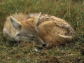 Side-striped jackal