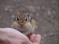 chipmunkportre