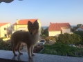 panorámás sheltie