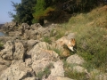 Sheltie, hopp!
