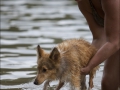 úszik a sheltie