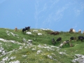 kecskék