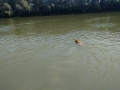 vízisheltie
