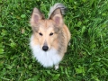 sheltie