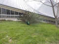 pava